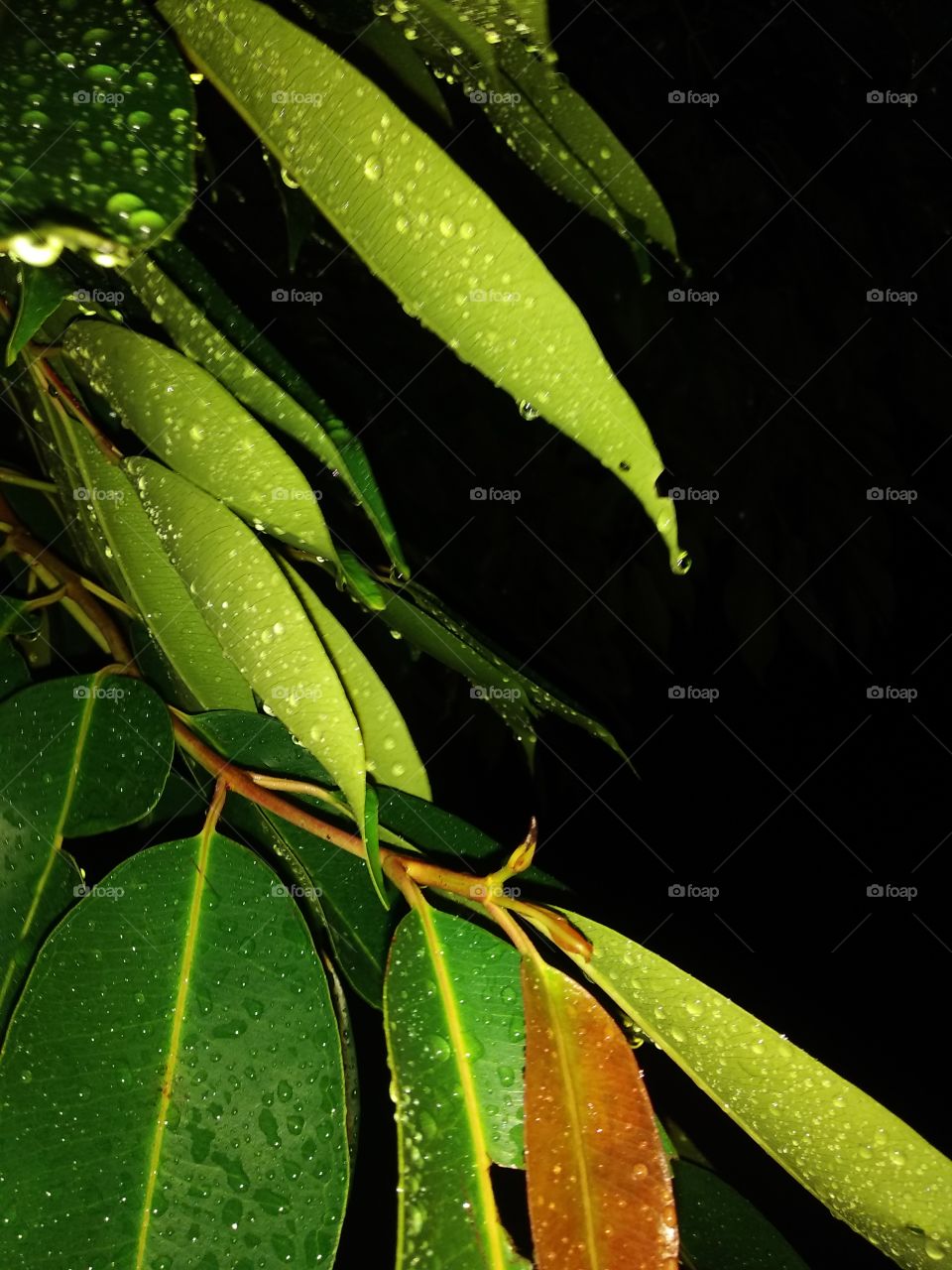 beautiful leaves with rain drops,leaves and raindrop image,dew drops on the leaves,black berry leaves in garden.