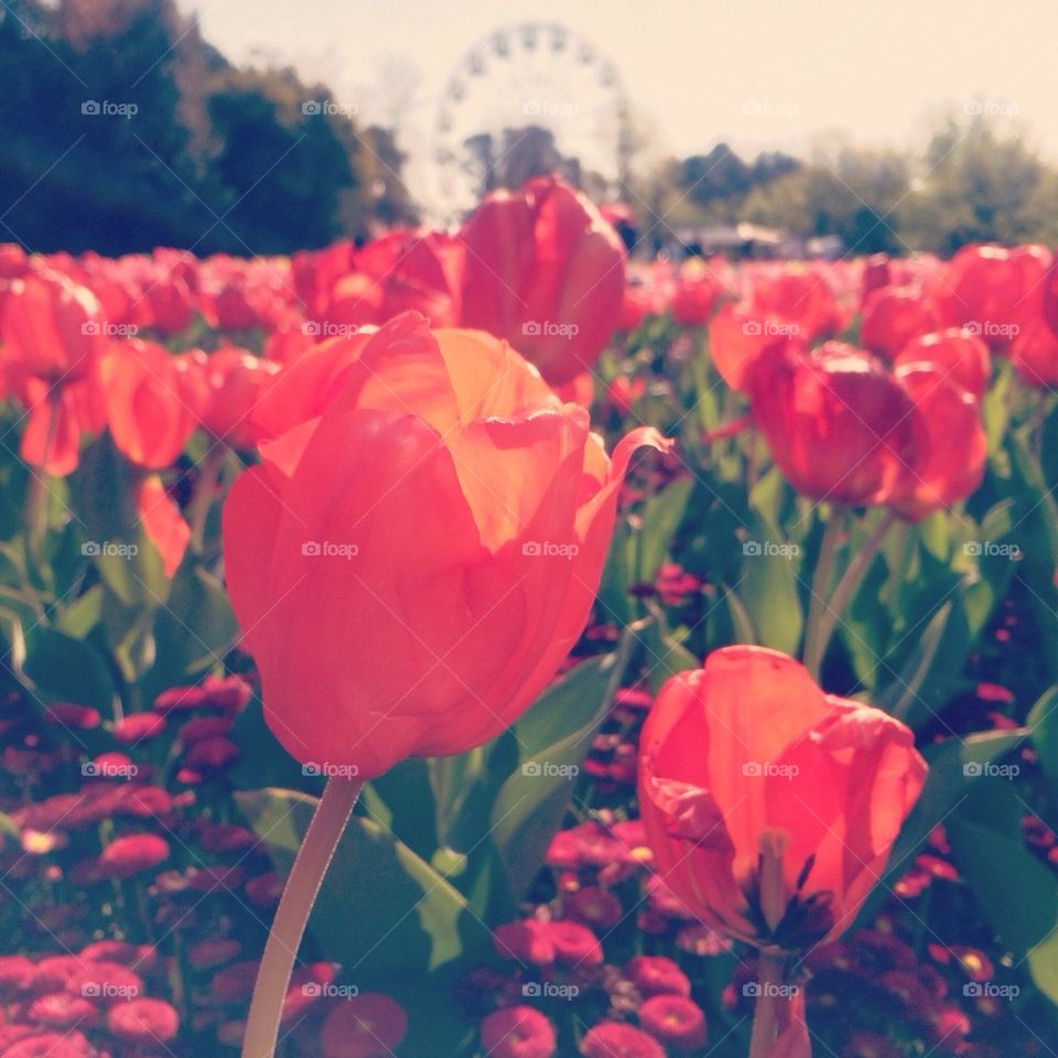 Floriade Festival , Canberra