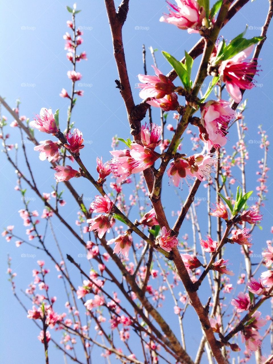 Flowering tree