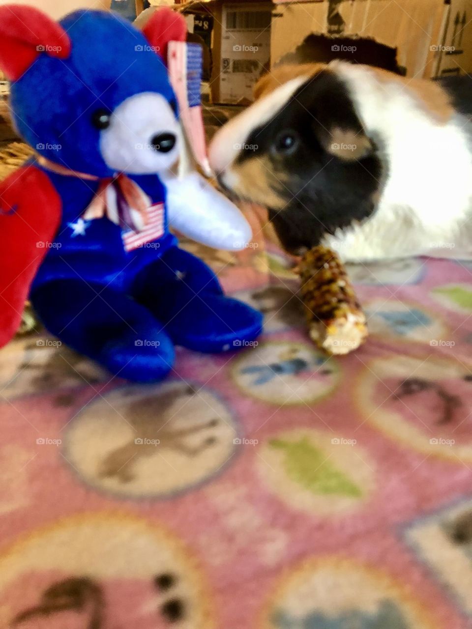 Danny playing with the patriotic  bear / Guinea pig with favorite toy 