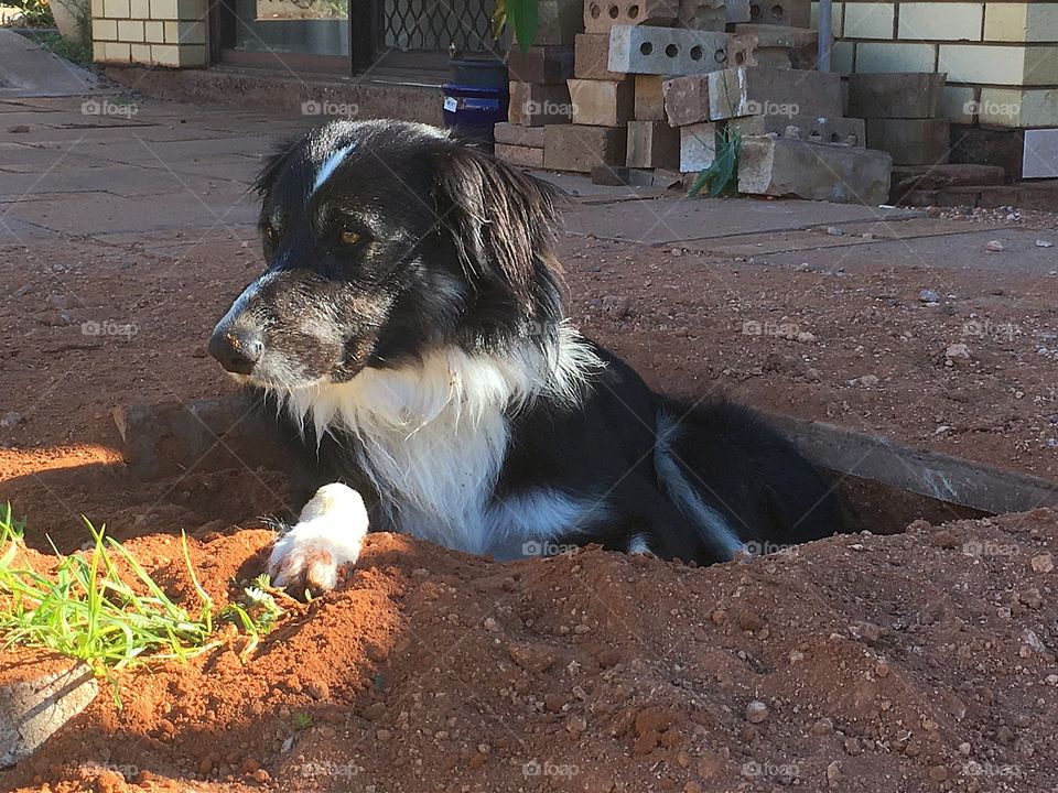Our border collie Peter has dug a joke for himself