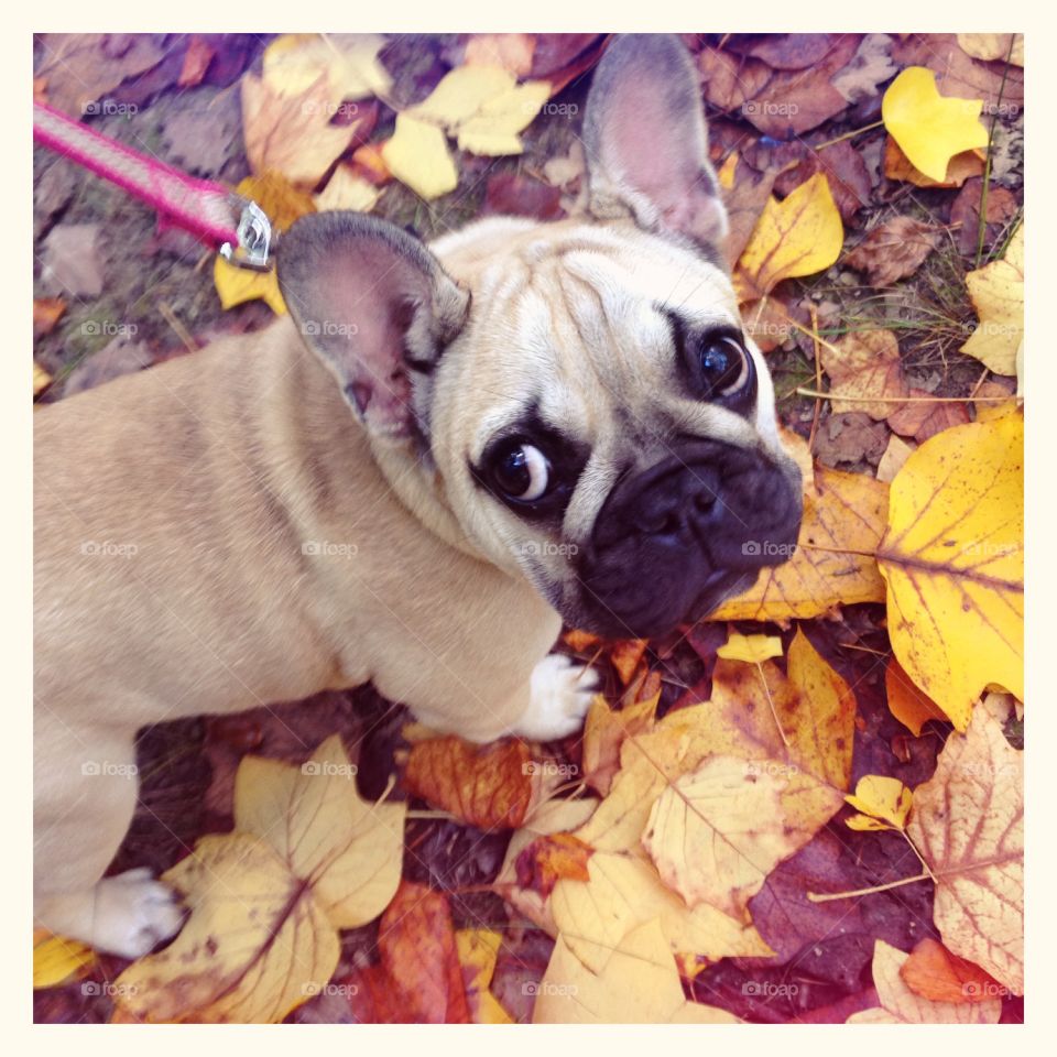 Dog in autumn