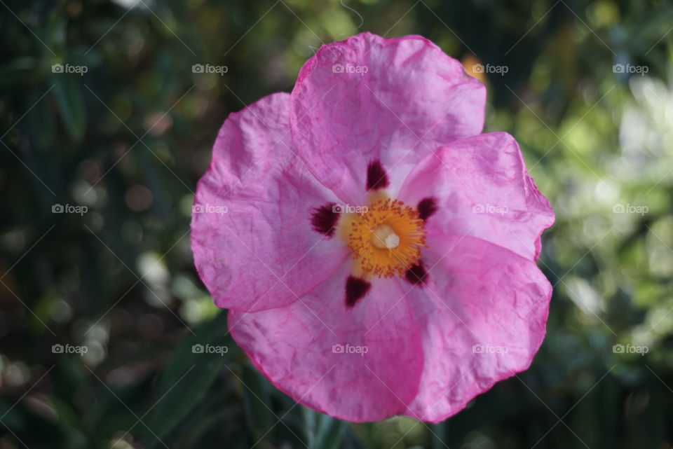 Grey leaved Cistus
Cistus Albidus L.
Springs 
California