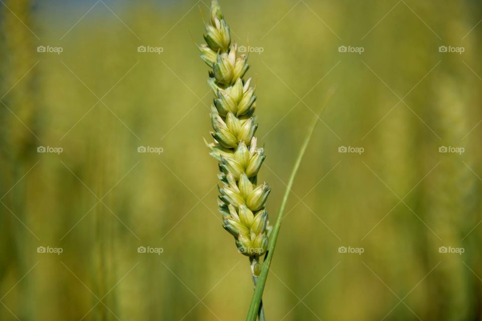  Wheat ear 