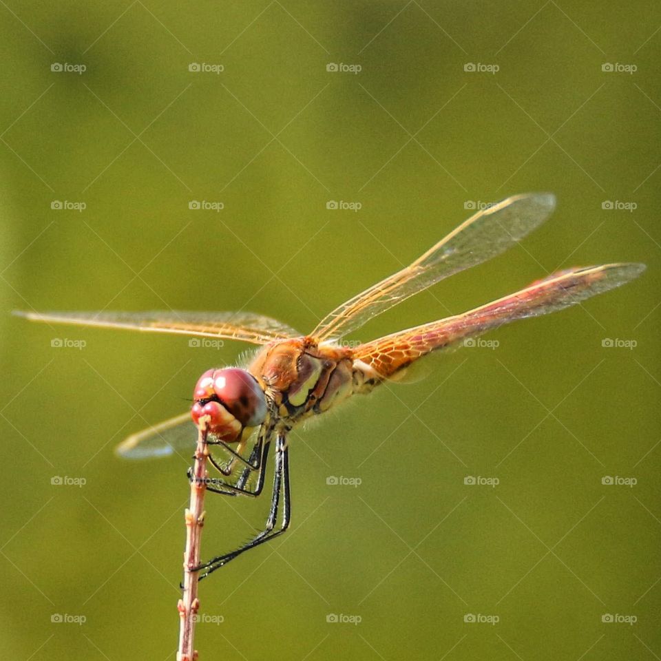 libellula