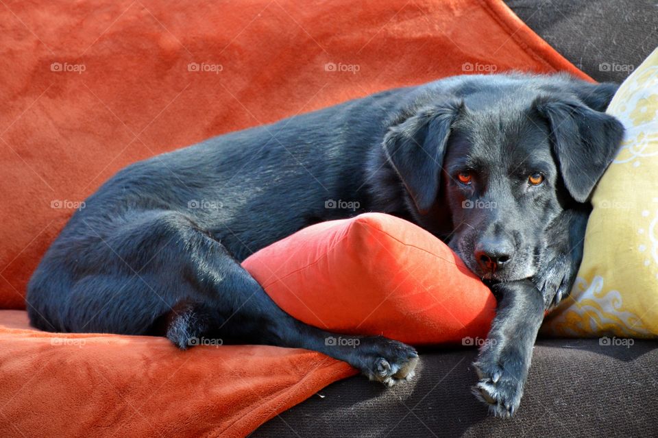 Black labrador resting on cushion