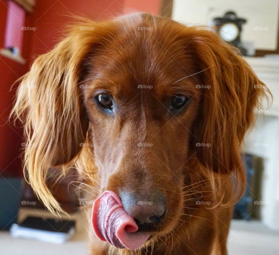 Having fun eating his favourite biscuits .. licking crumbs off his face and waiting in anticipation of the next one ..  😂