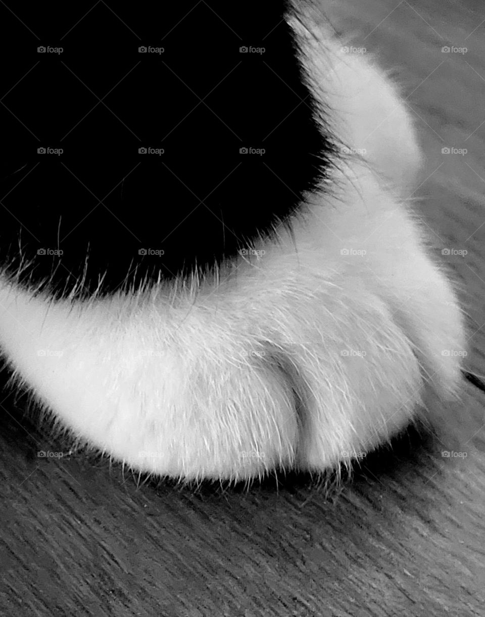 Black and white close up of cats paw