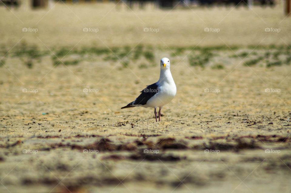 Seagull stands posing for photo on Coronado Beach in California