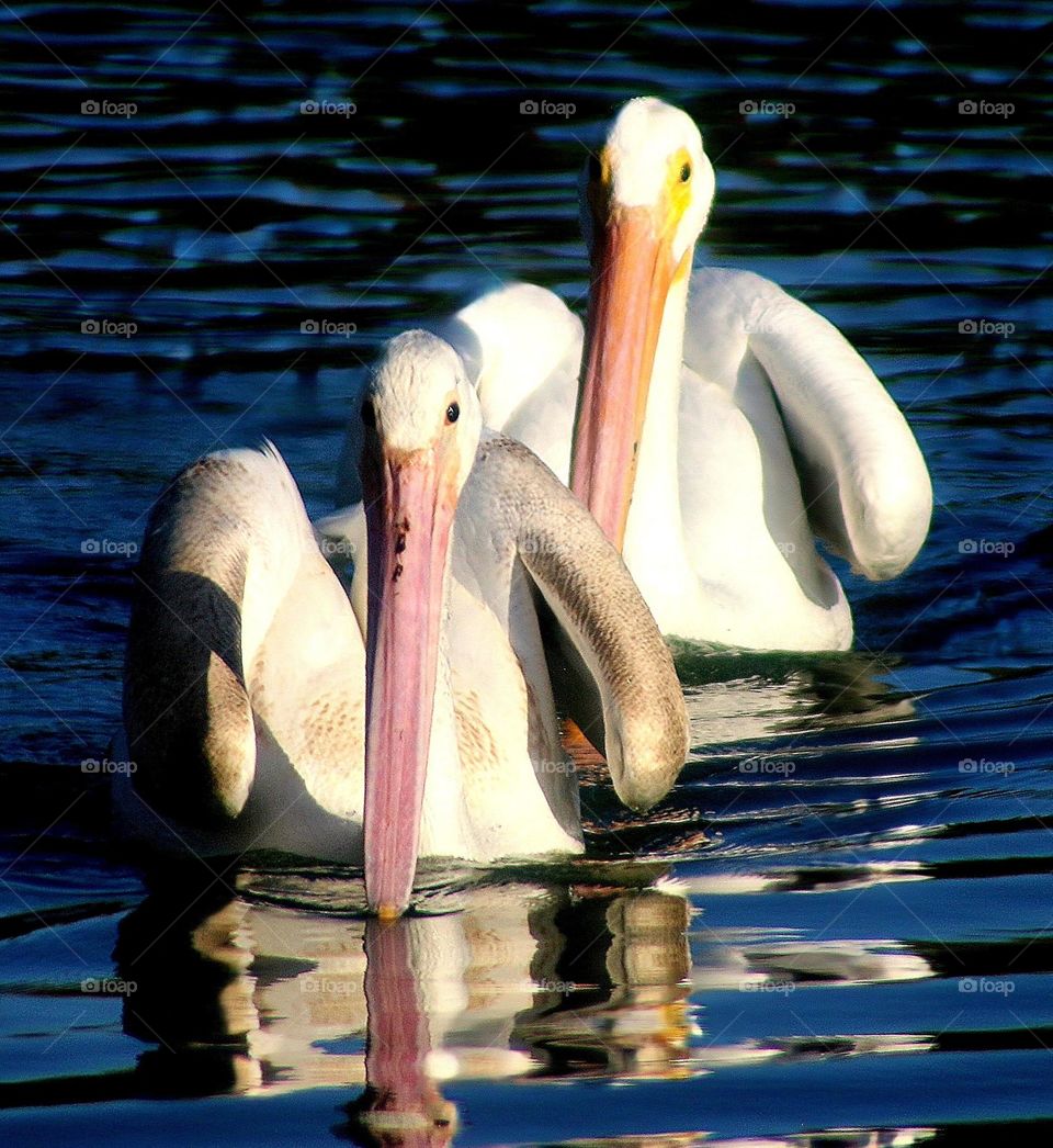 Two Pelicans Heading for Camera