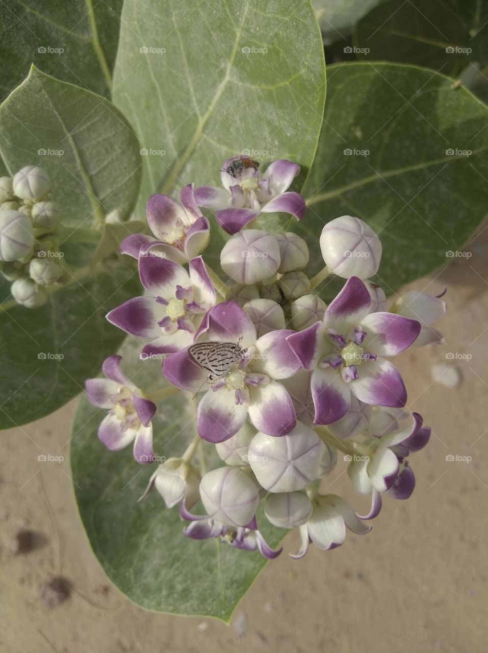 calotropis procera Akkra white nd purple colour flower looks very beautiful generally found everywhere fresh seasonal