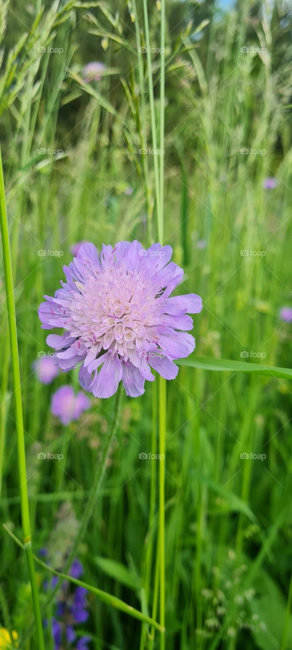 wildflower