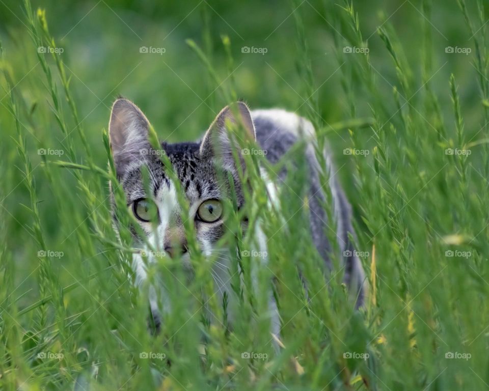 A tabby cat fixes her gaze and stalks something (maybe a frog!) in the long grass