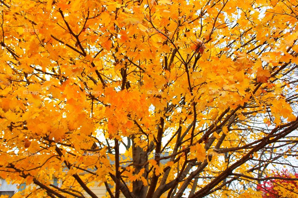 Beautiful yellow canopy