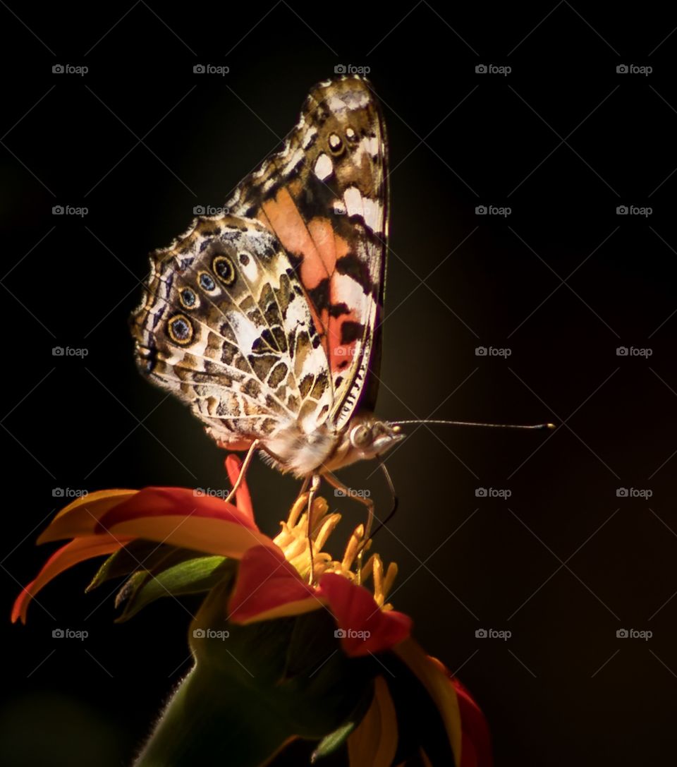 Fine art butterfly 