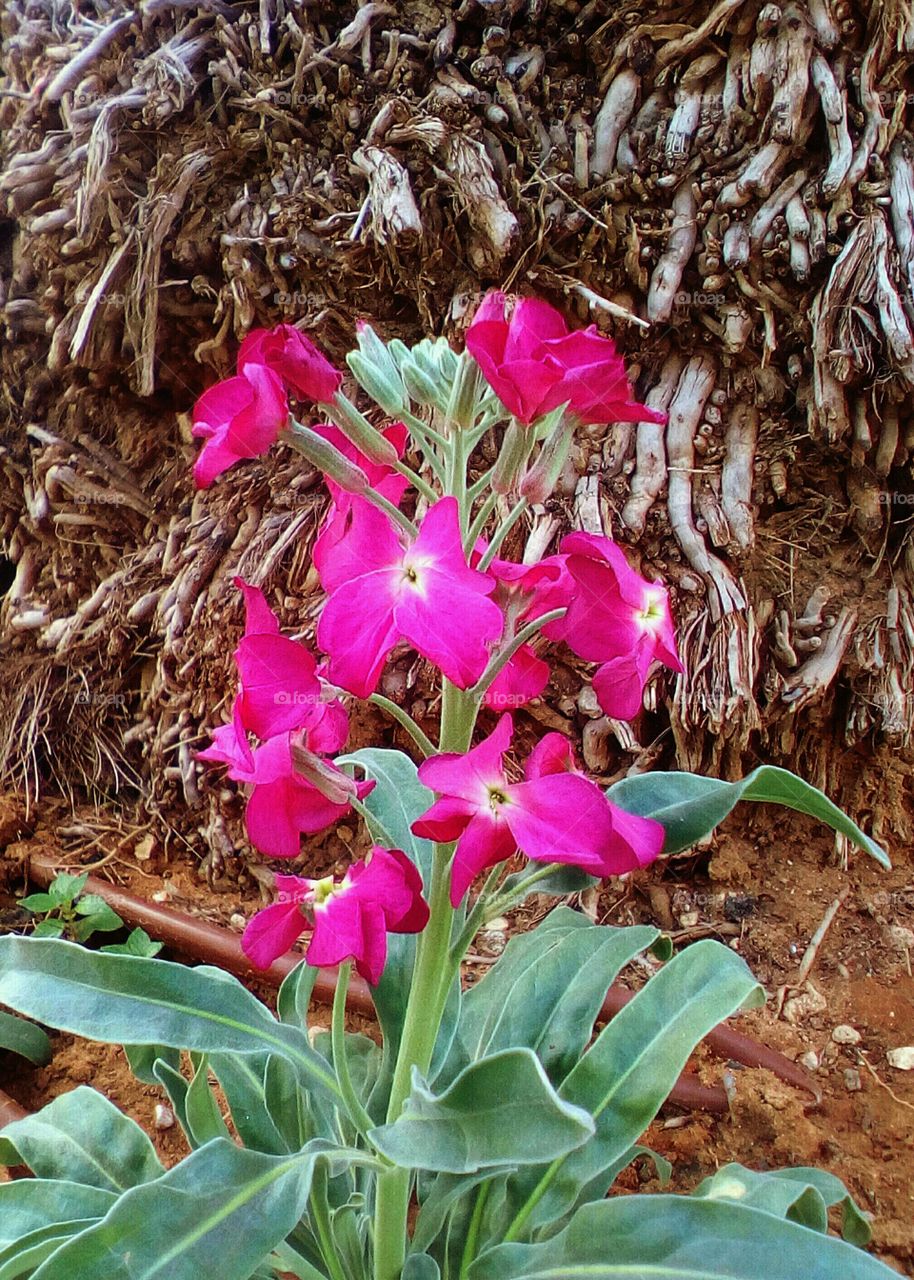 Growth purple flower in closeup in wild
garden#leaf#nature