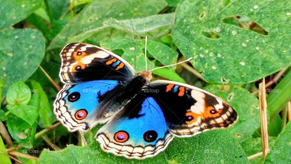 butterfly