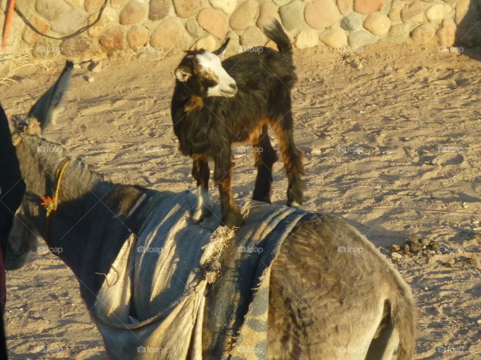 Hitching a Ride... I spotted this cheeky little goat in Egypt while it taking advantage of a donkey to transport him through the hot sandy desert.