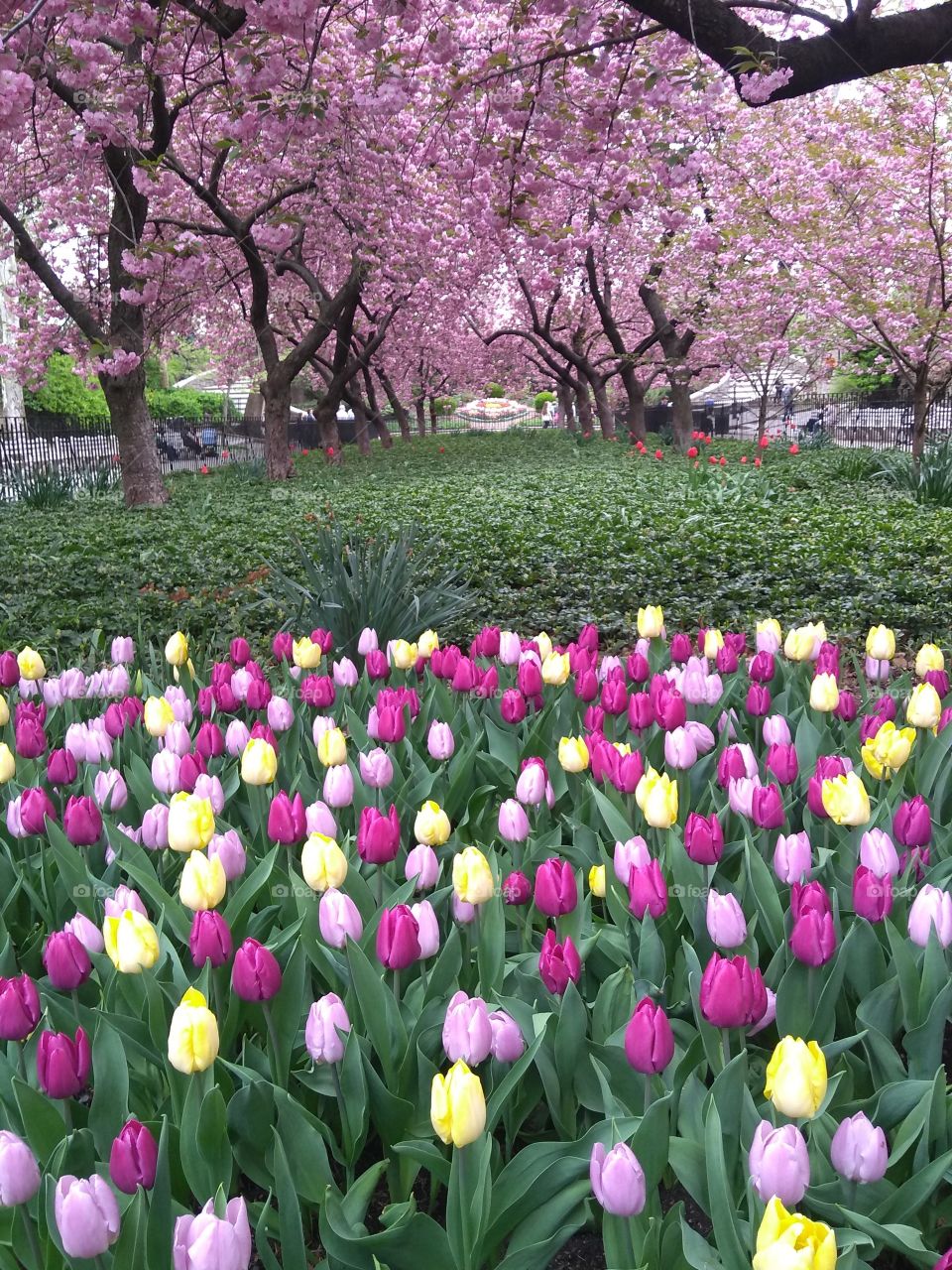 Spring in NYC Park