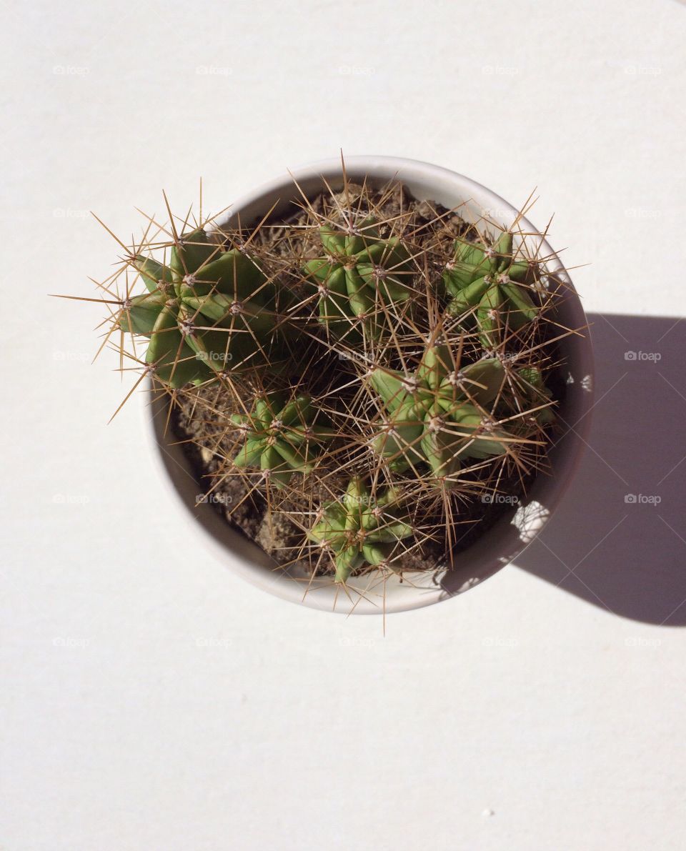 Small cactus in a pot