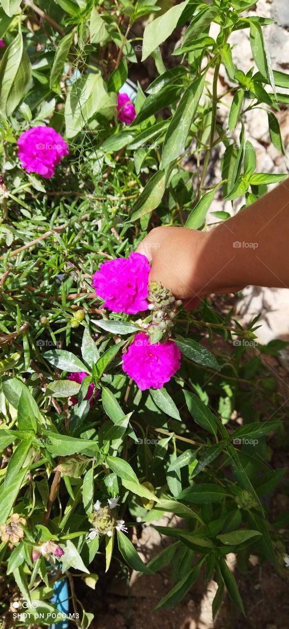 a hand holding a beautiful flowers