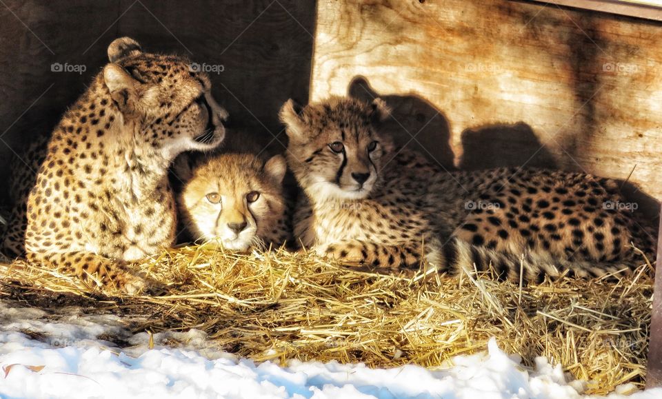 Young cheetahs Parc Safari Hemmingford Québec 