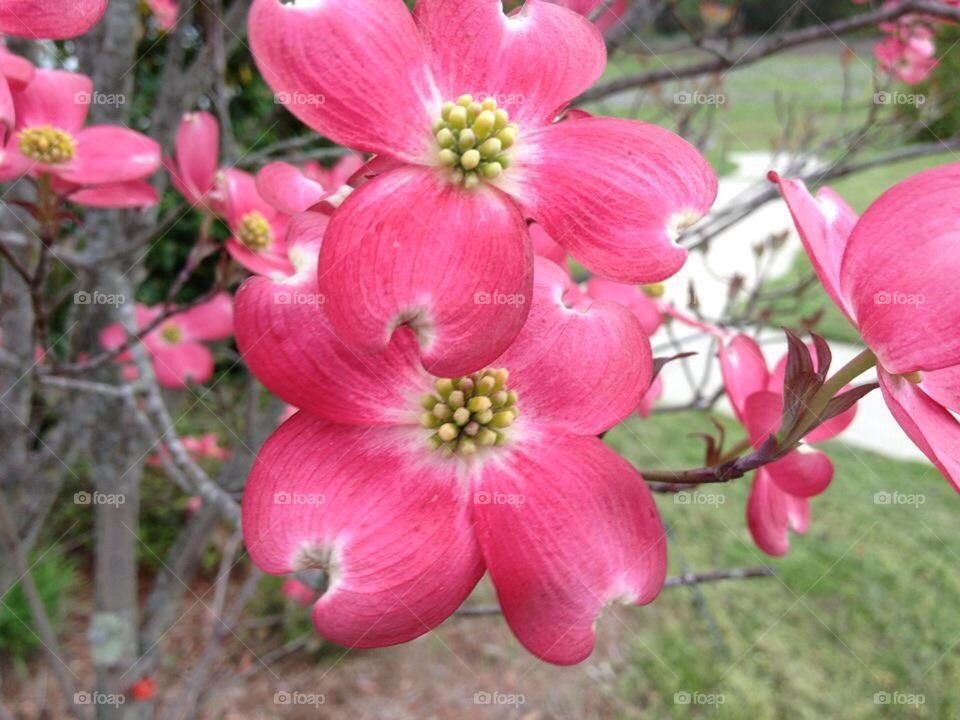 Dogwood