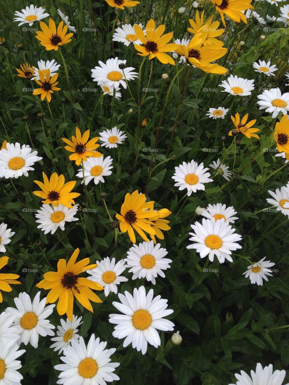 Summer flowers in blossom