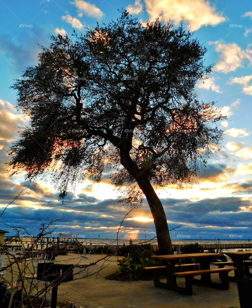 Tree silhouette on a cloudy sunset 