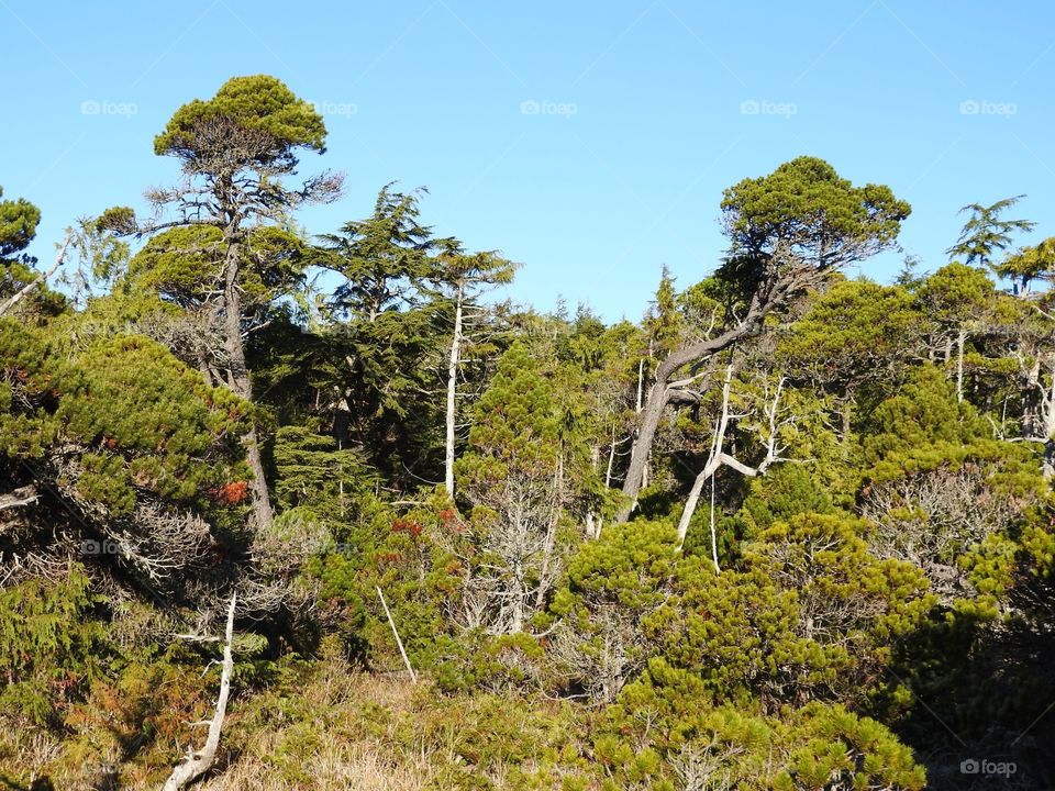 Trees Vancouver island