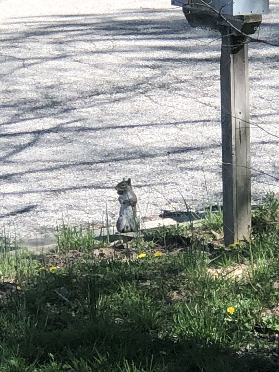 Standing squirrel 