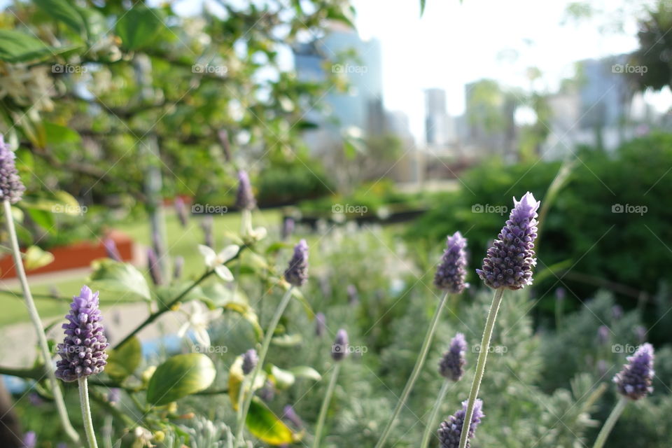 Lavenders in the urban garden.