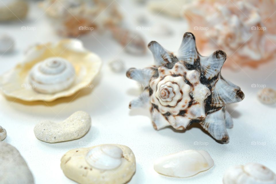 Close-up of seashells and stones