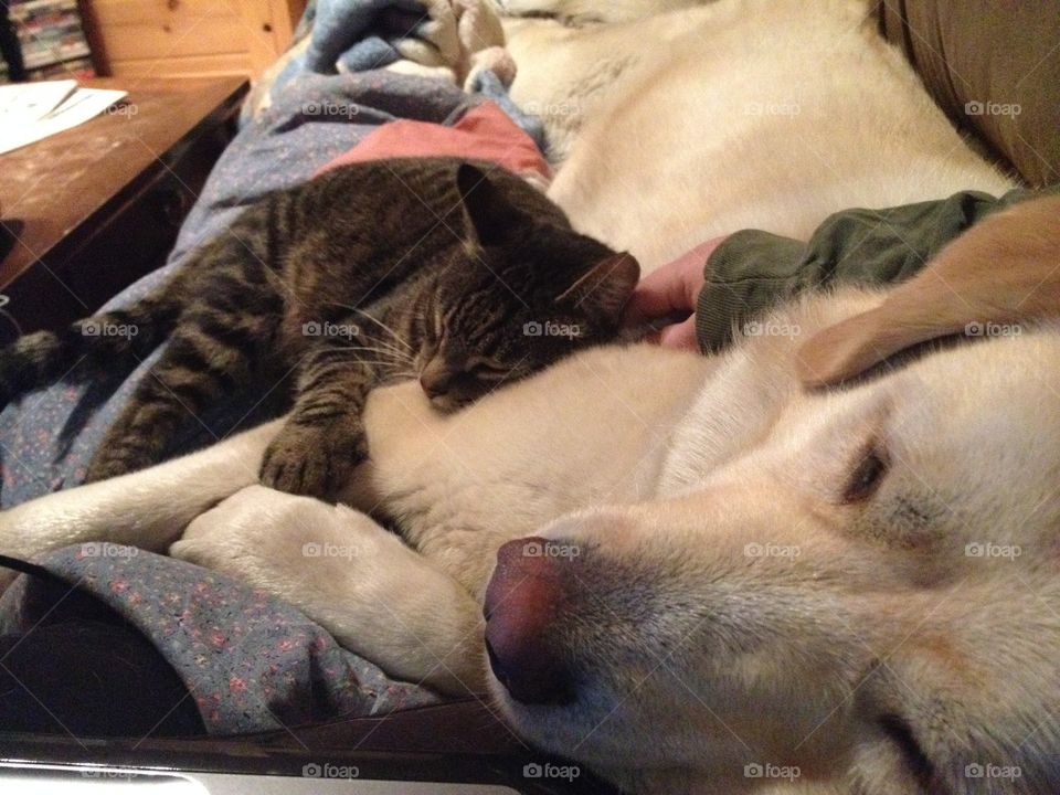 Sadie and Noah cuddling 