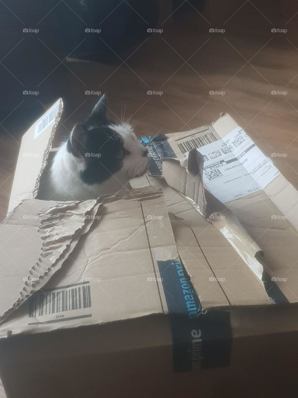 cat in a box