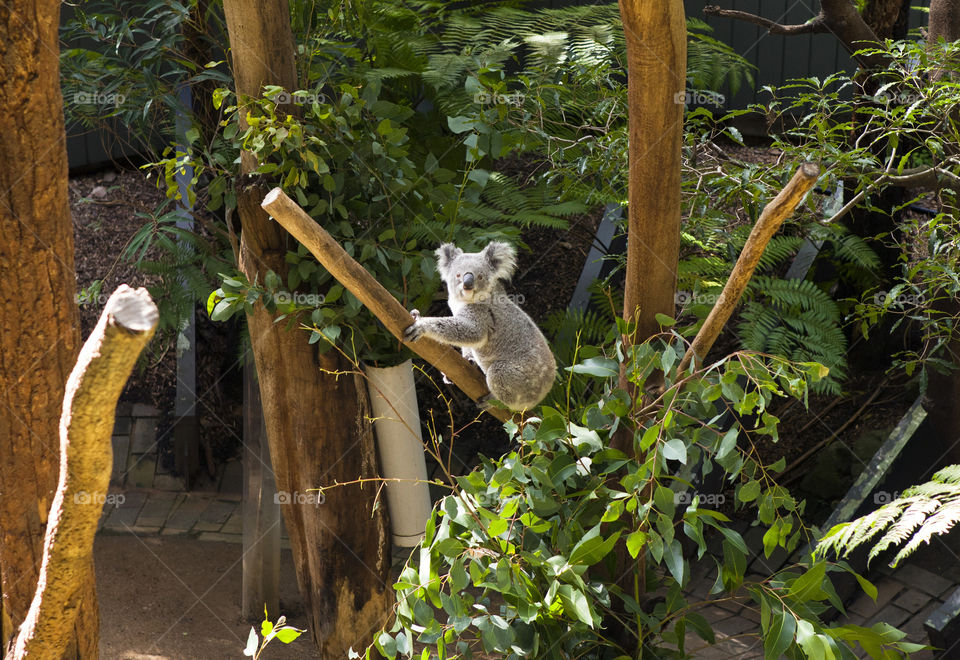 Exploring Australia: Koala looking at the camera seated on  tree branch in Taronga Zoo, Sydney, New South Wales