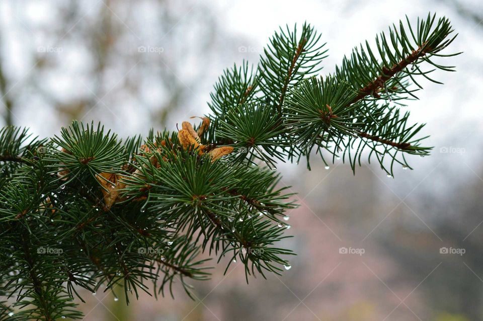 Spruce twig in autumn after rain