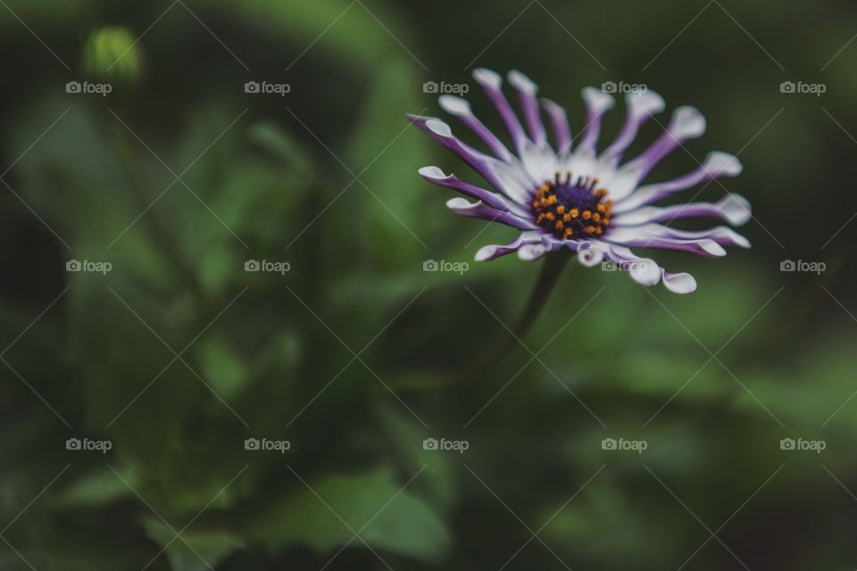 A single purple flower