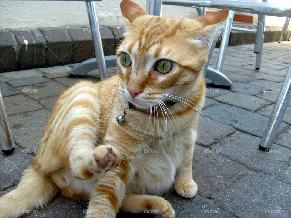 Cat seen in Gibraltar (U.K.)