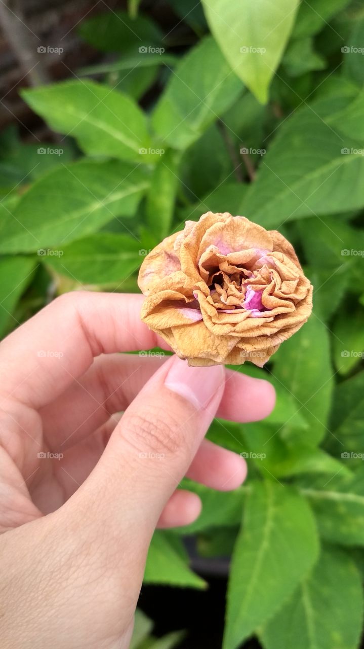 beautiful dried flower