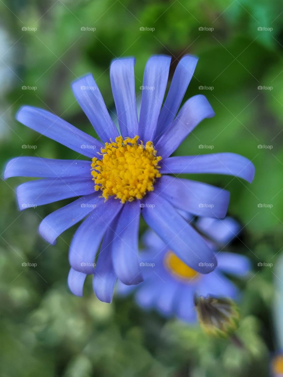 In spring, a kaleidoscope of colors comes alive. A profusion of flowers in every shade—crimson tulips, lavender hyacinths, and snow-white magnolias—transform the landscape into a breathtakingly vivid masterpiece.