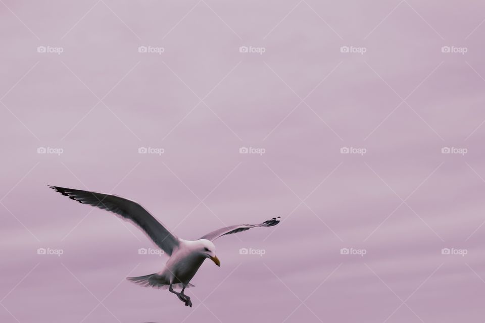 Seagull 