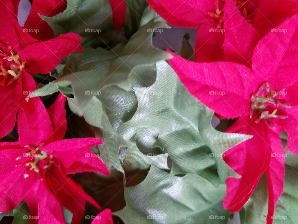 Poinsettia