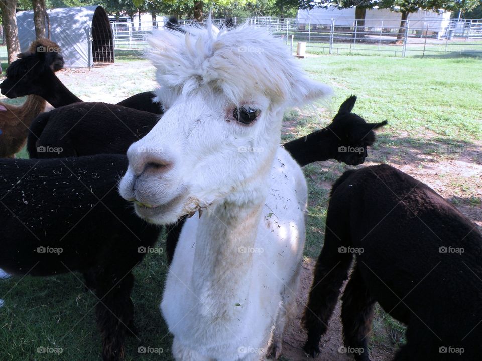 Close-up of alpacas