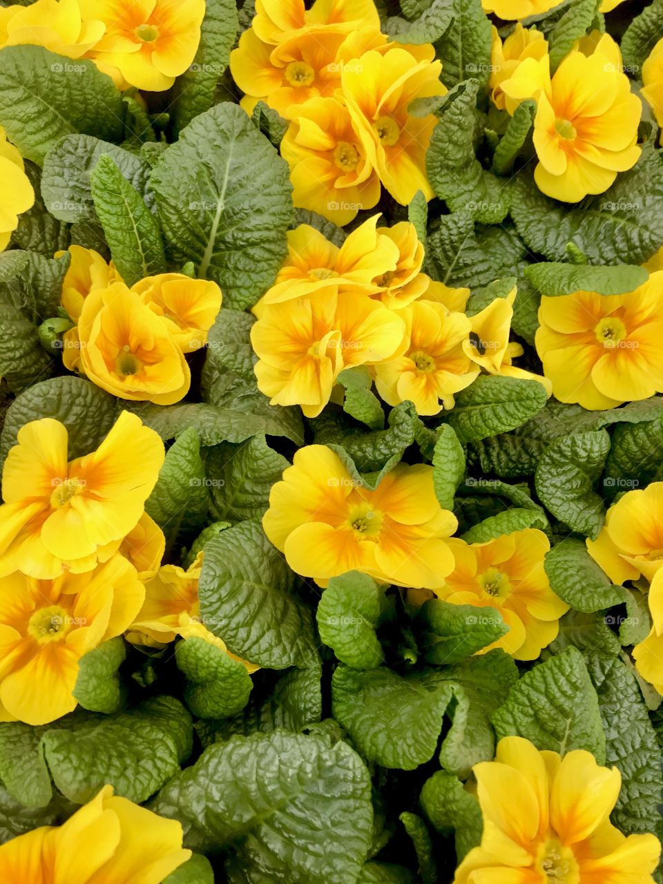 Yellow Primrose/Primula