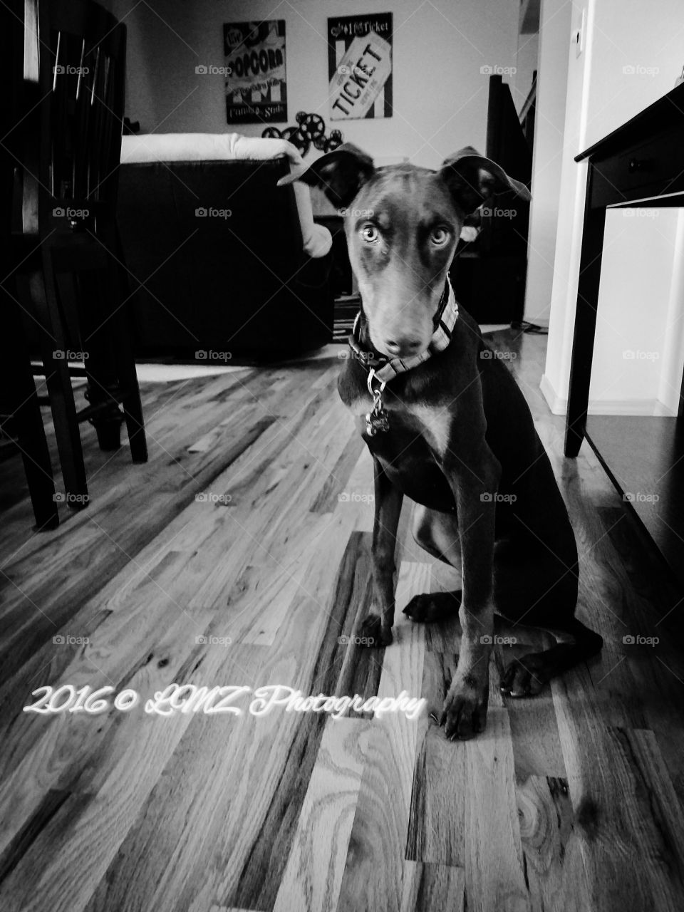 Dog, Indoors, People, Wood, Canine