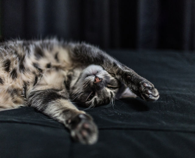 Sagan the cat
