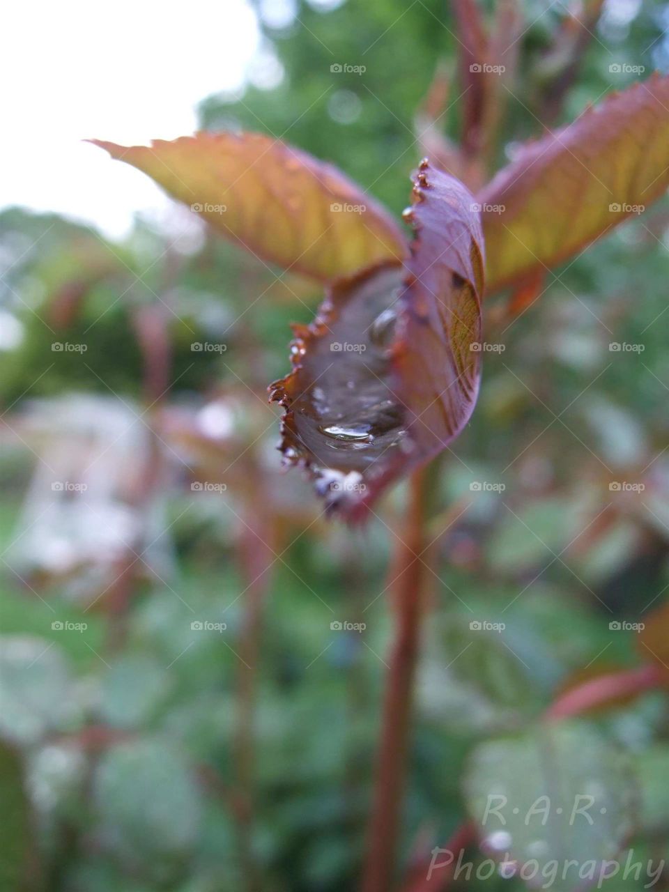 Raindrop on leaf