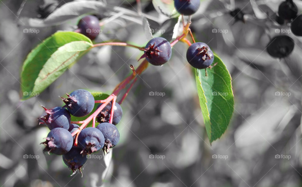 Blueberries Sweden