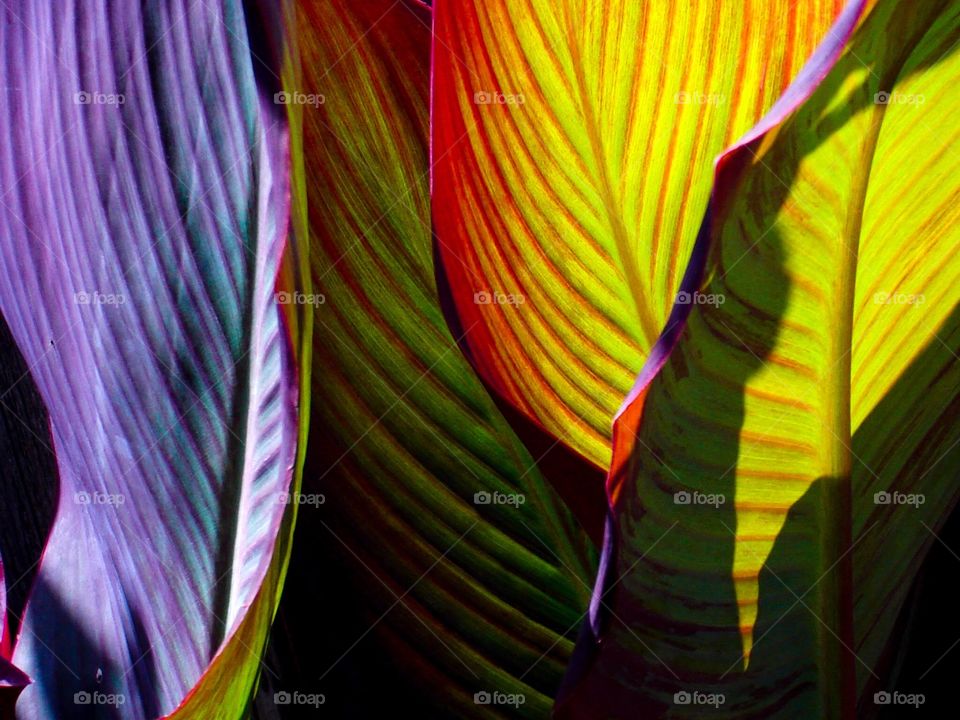 Big Colored Leaves Close up